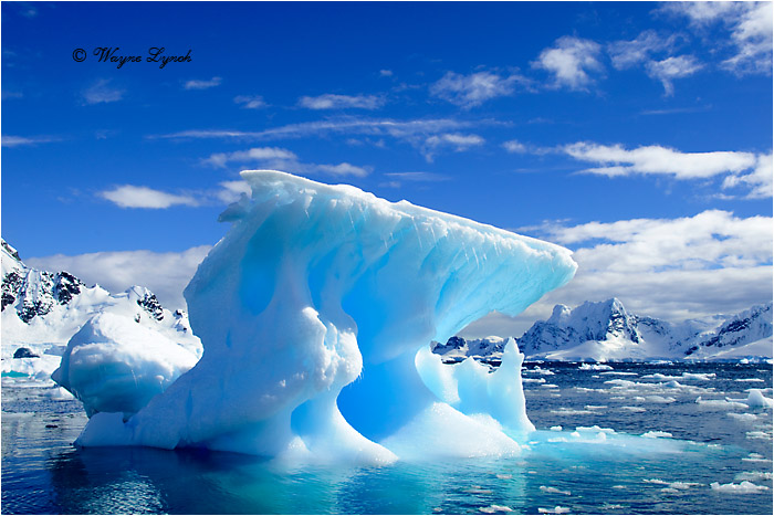 Paradise Bay Antarctic Peninsula 108 by Dr. Wayne Lynch &copy;
